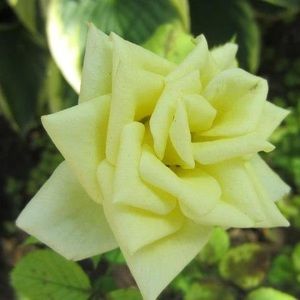 Meet your Posher, Marilyn